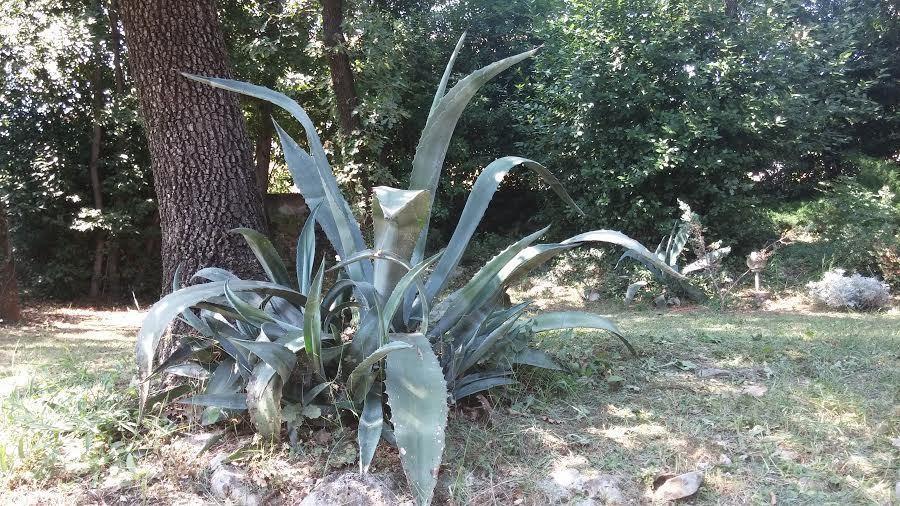 Garden *