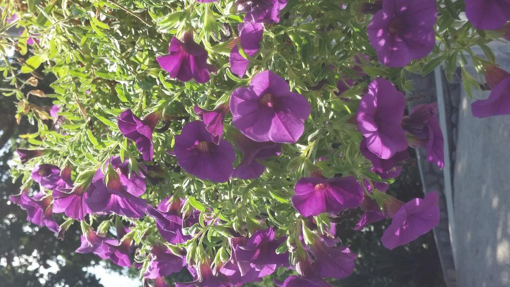 Garden Appartamento Abbazia